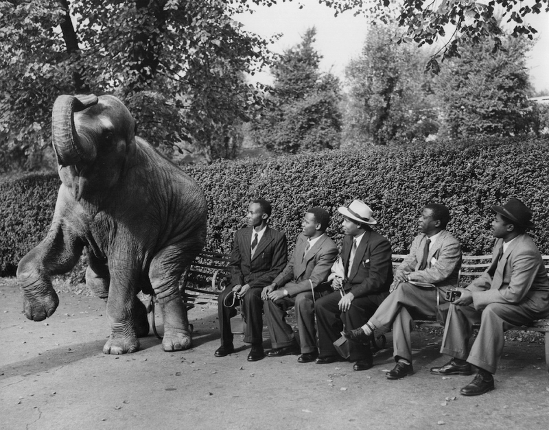 Illustration for article titled Strange Historic Photos Of Intelligent Animals